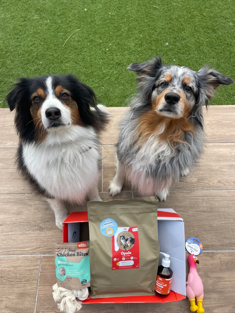Zwei Australian Shepherds neben Just-Russel-Verpackung